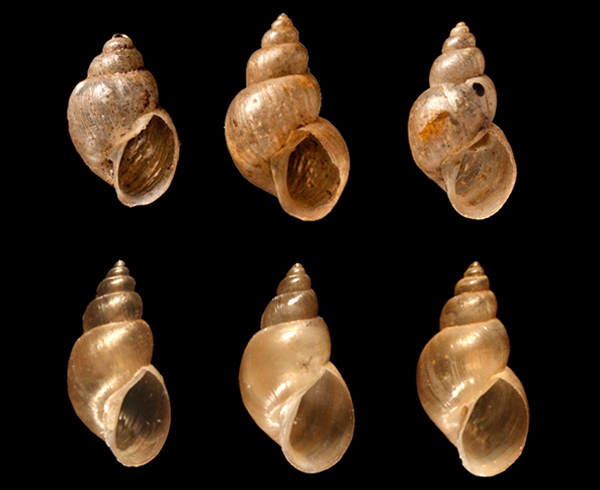 GENÉTICA Y ECOLOGÍA EVOLUTIVA GENÉTICA Y ECOLOGÍA EVOLUTIVA